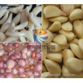 Economical Type of Garlic Shallot Peeler Peeling Machine/Garlic Skin Removing Machine